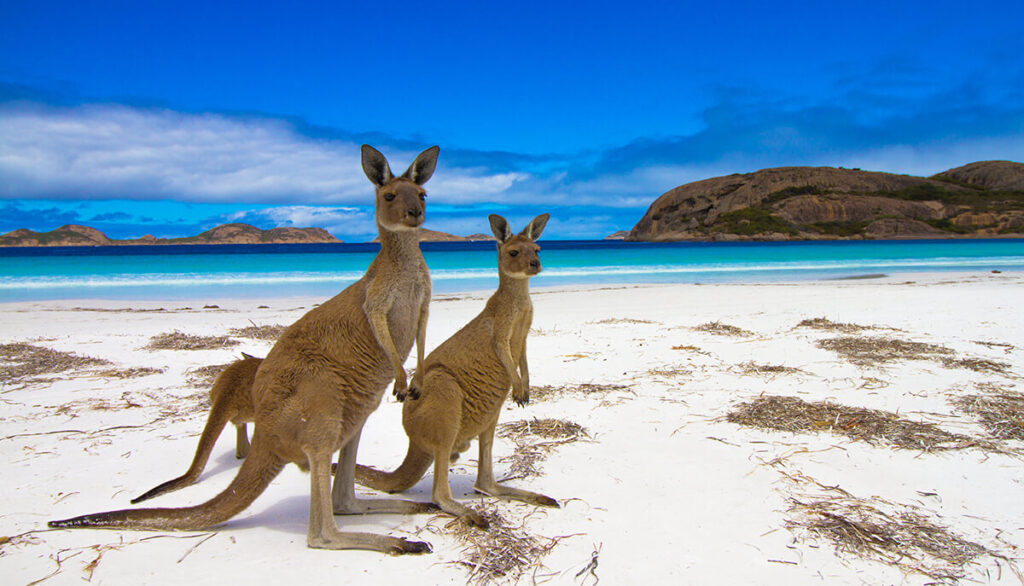 2 kangeroos on kangeroo island Australia