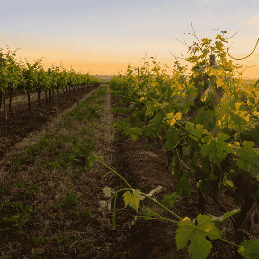 hunter valley wine region