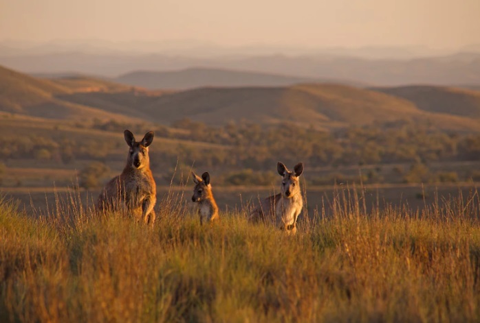 what to do flinders range kangeroos