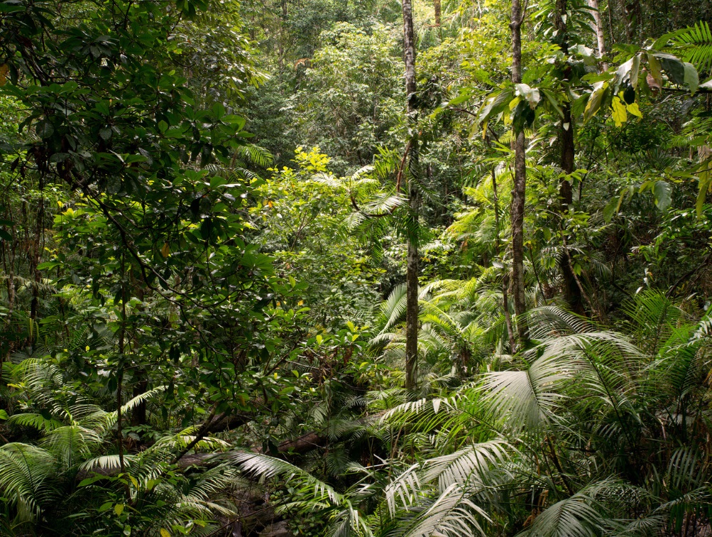 Daintree Rainforest queensland