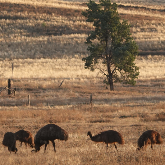 Wilpena Pound