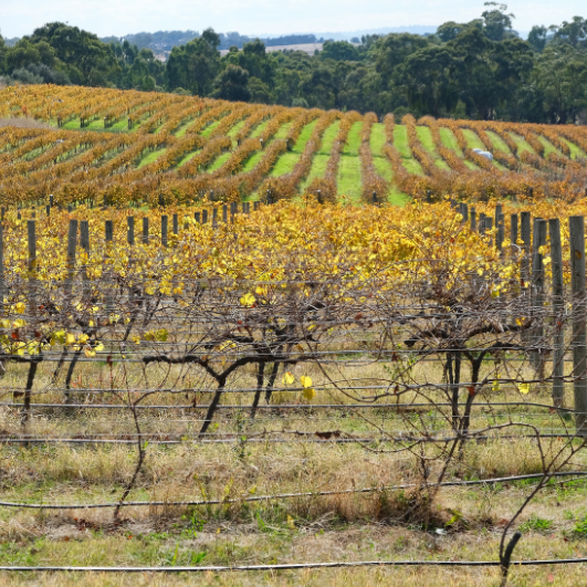 Clare Valley