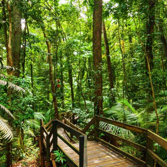 Daintree Rainforest