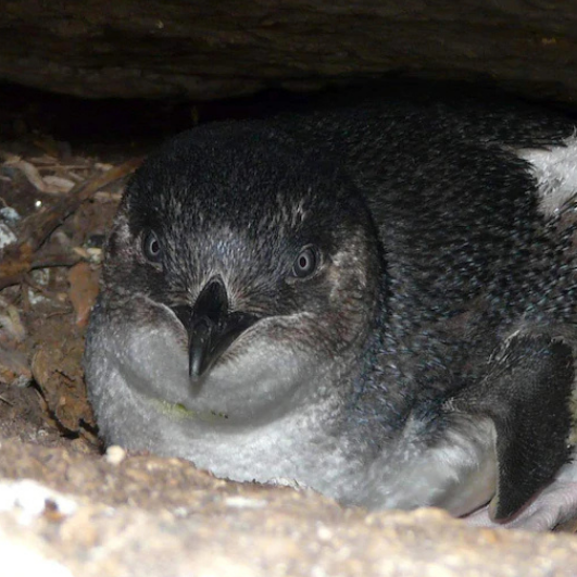 Granite Island Penguin Tours