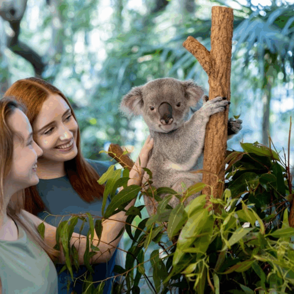 Lone Pine Koala Sanctuary — Australia's Famous Wildlife Park