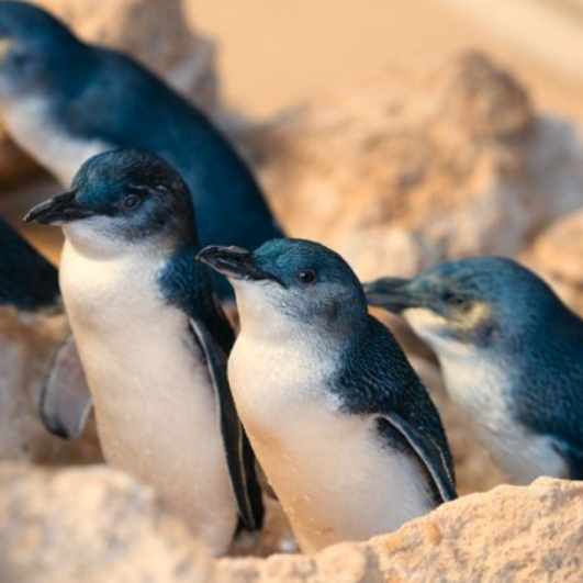 The Famous Little Penguins of Granite Island