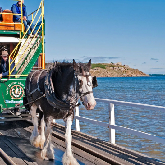 The Horse-Drawn Tramway Experience